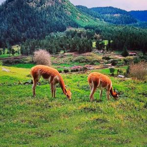 Cajamarca - 3 Días